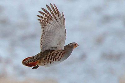 GREY PARTRIDGE WILL BE BENEFICIARY OF HEALTHY DITCHES - PHOTO BY CARL MARR